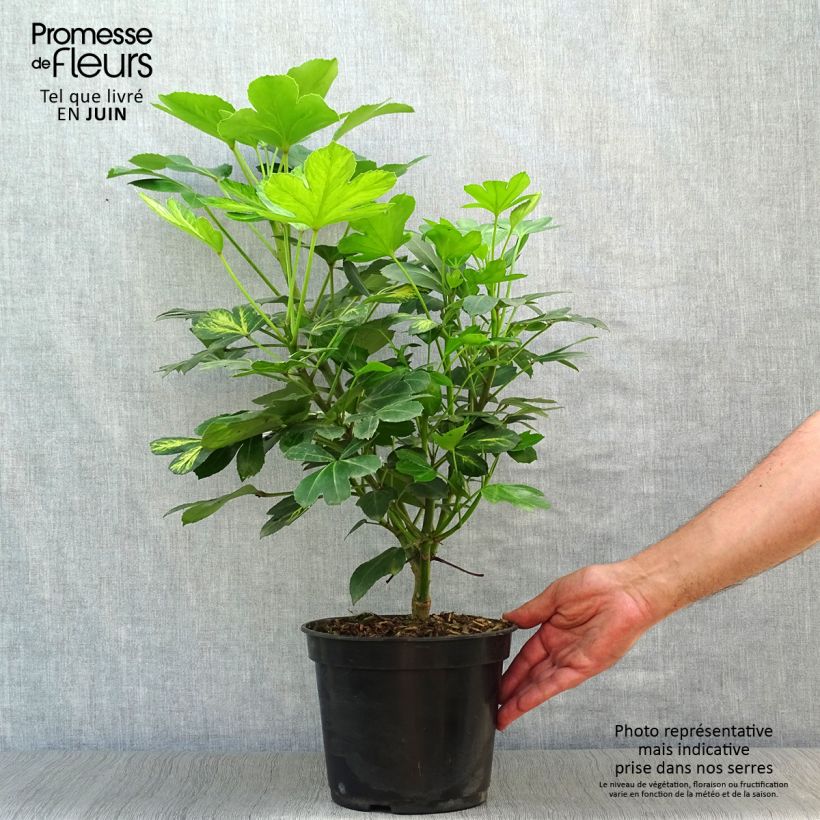 Spécimen de Pseudopanax Gecko Gold - Houpara Pot de 3L/4L tel que livré en été