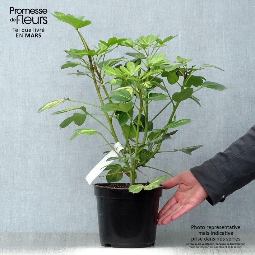 Example of Pseudopanax Gecko Gold - Houpara Pot de 3L/4L as you get in printemps