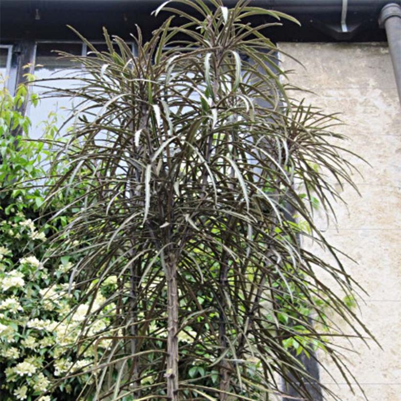 Pseudopanax crassifolius (crassifolium) (Plant habit)