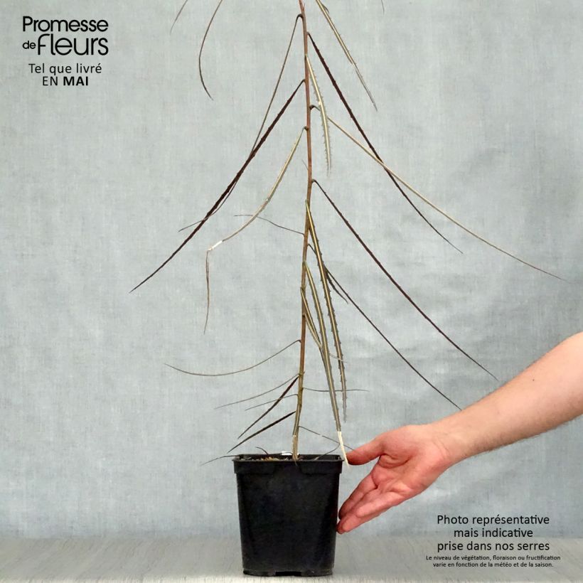 Example of Pseudopanax crassifolius (crassifolium) Pot de 2L/3L as you get in printemps