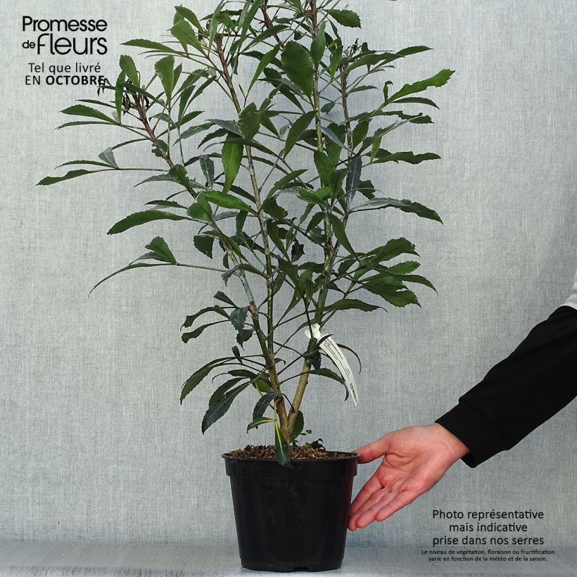 Spécimen de Pseudopanax lessonii Dark Star - Houpara Pot de 2L/3L tel que livré en automne