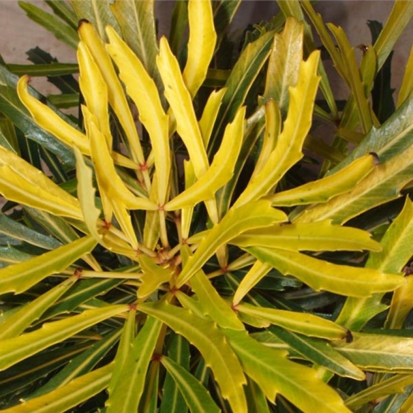 Pseudopanax lessonii Goldfinger (Foliage)