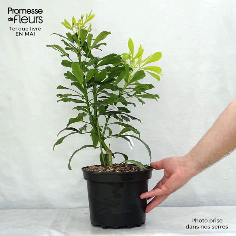 Example of Pseudopanax lessonii Goldfinger Pot de 3L/4L as you get in printemps