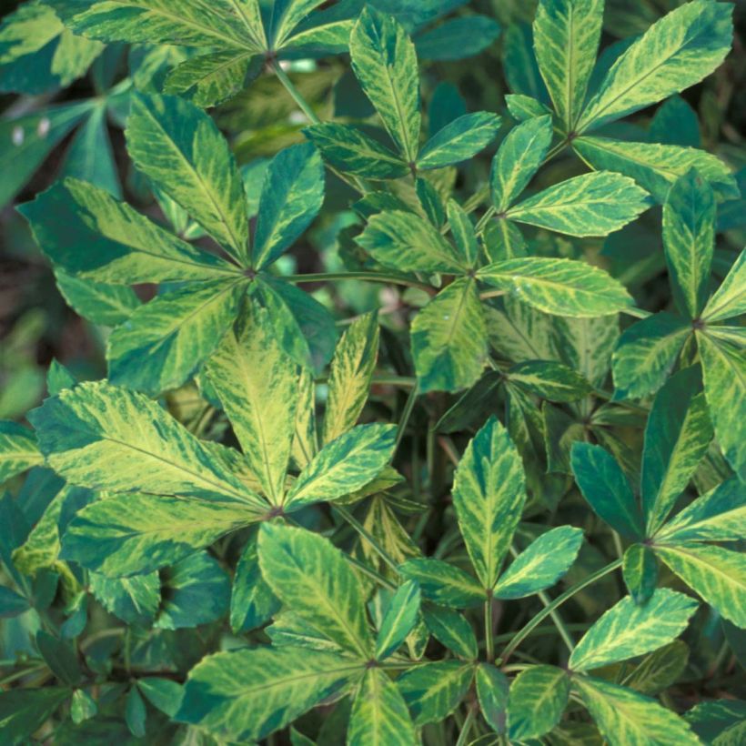 Pseudopanax lessonii Goldsplash (Foliage)