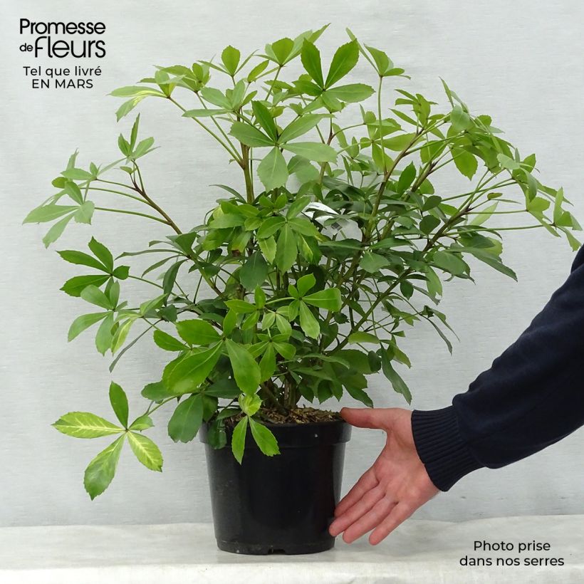 Example of Pseudopanax lessonii Goldsplash Pot de 3L/4L as you get in printemps