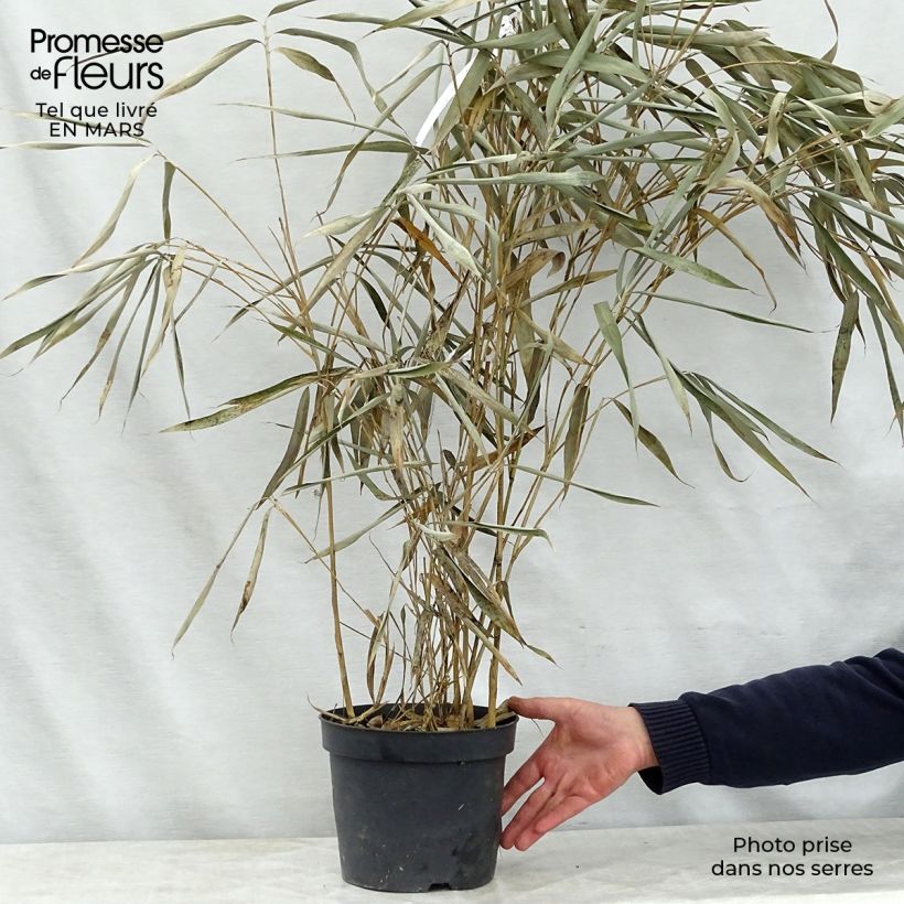Example of Pseudosasa japonica Tsutsumiana - Bambou moyen Pot de 4L/5L as you get in printemps