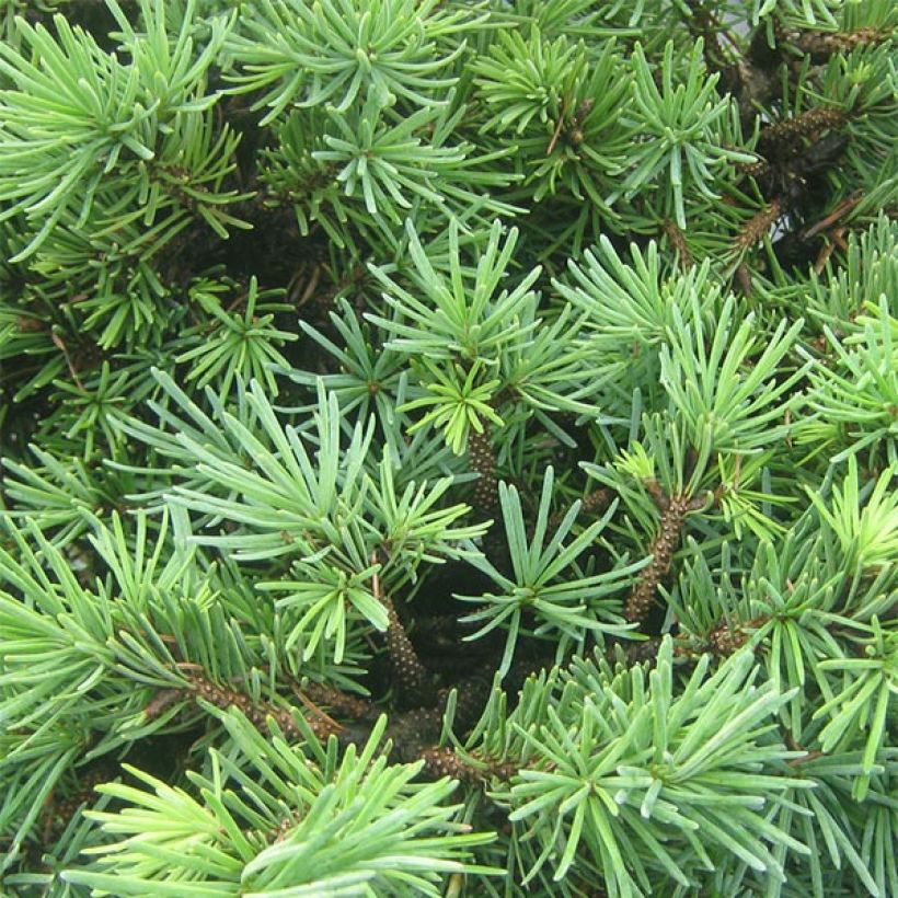 Pseudotsuga menziesii Bhiela Lhota - Douglas (Foliage)