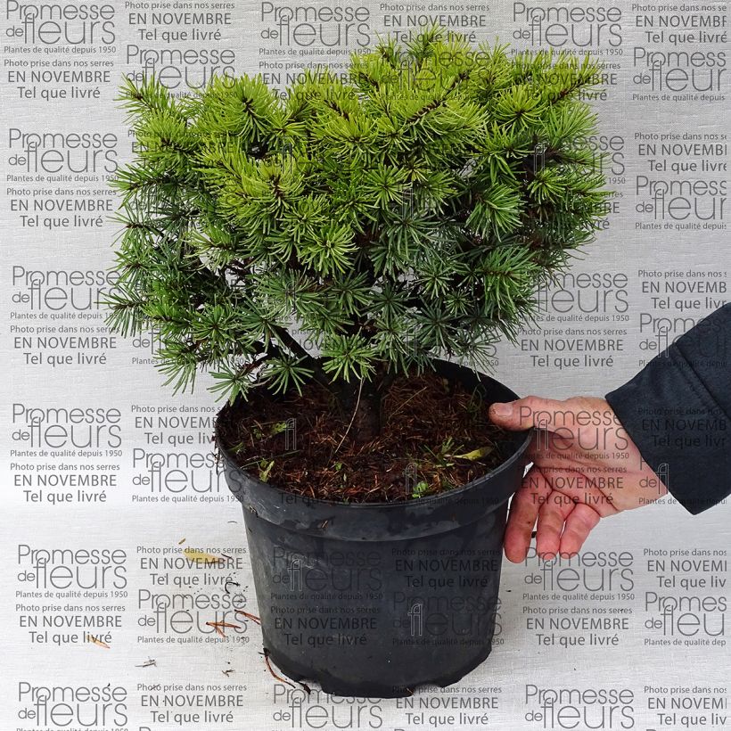 Example of Pseudotsuga menziesii Bhiela Lhota - Douglas Pot de 4L/5L as you get