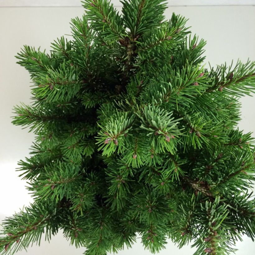 Sapin de Douglas - Pseudotsuga menziesii Pannenhoef   (Foliage)