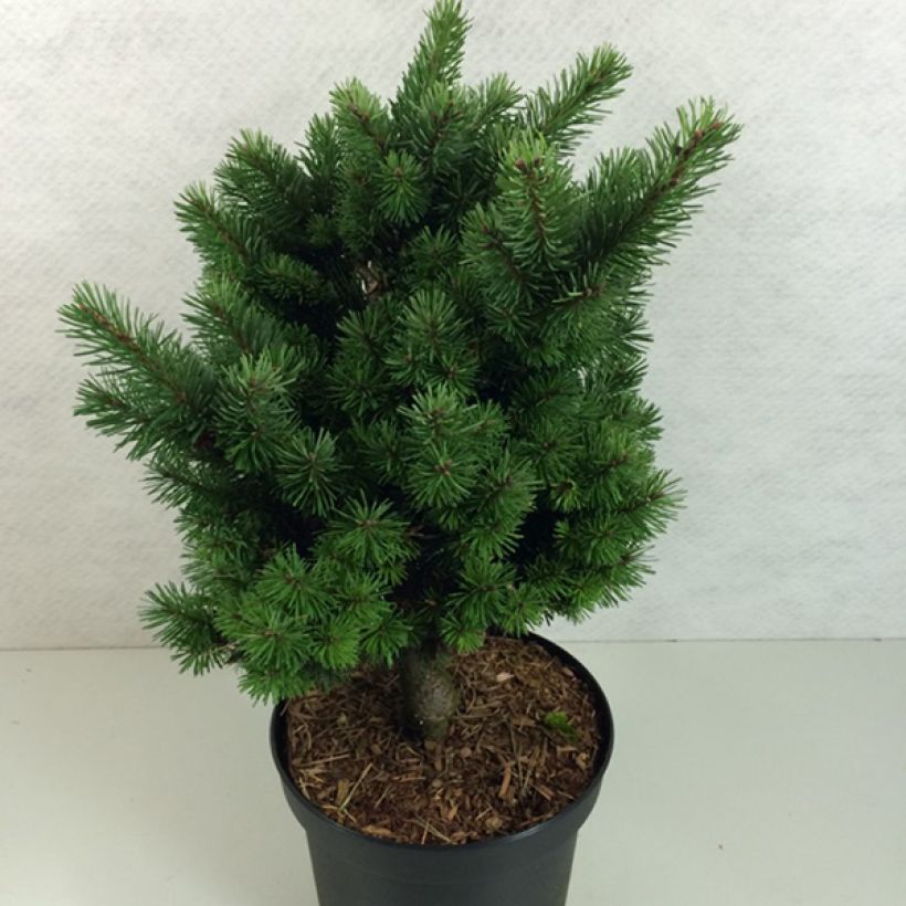 Sapin de Douglas - Pseudotsuga menziesii Pannenhoef   (Plant habit)