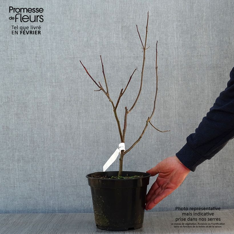 Example of Ptelea trifoliata Aurea - Orme de Samarie doré Pot de 3L/4L as you get in hiver