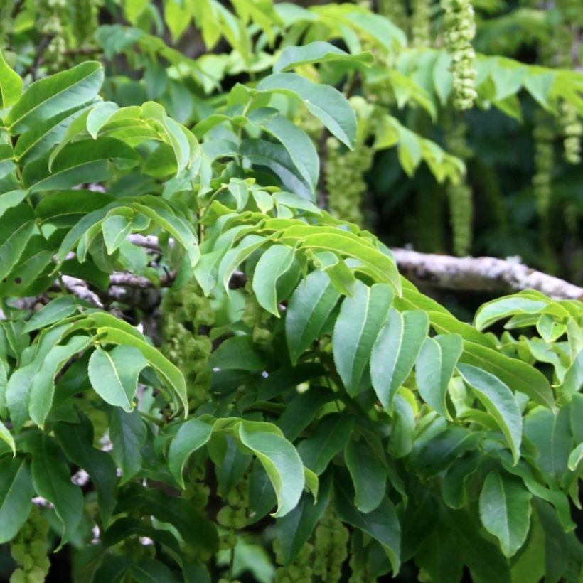 Pterocarya fraxinifolia - Ptérocaryer ou noyer du Caucase (Foliage)