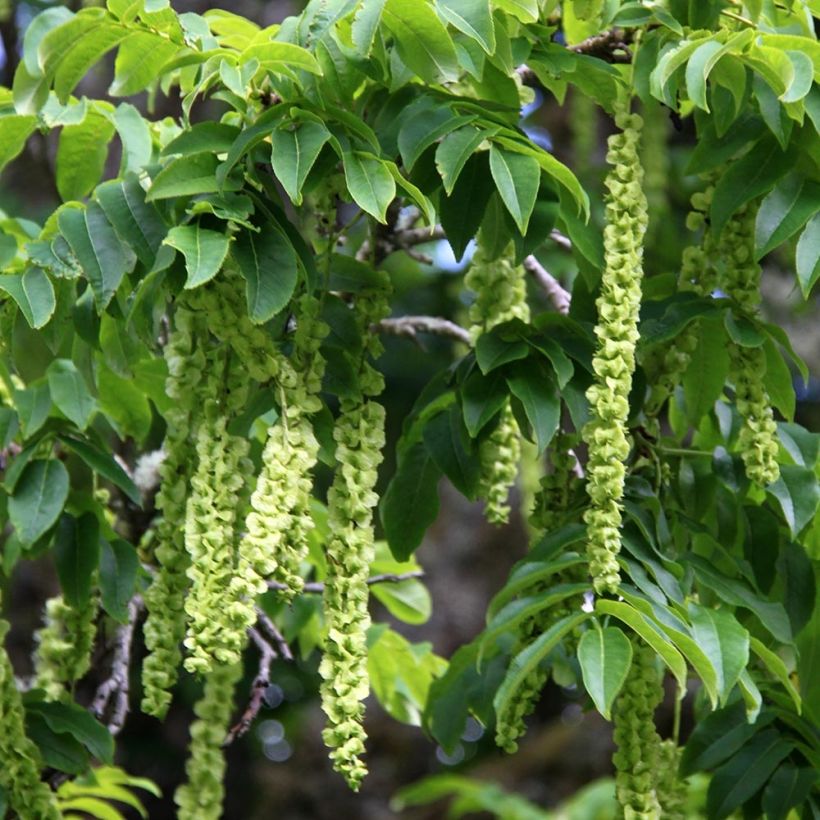Pterocarya fraxinifolia - Ptérocaryer ou noyer du Caucase (Harvest)