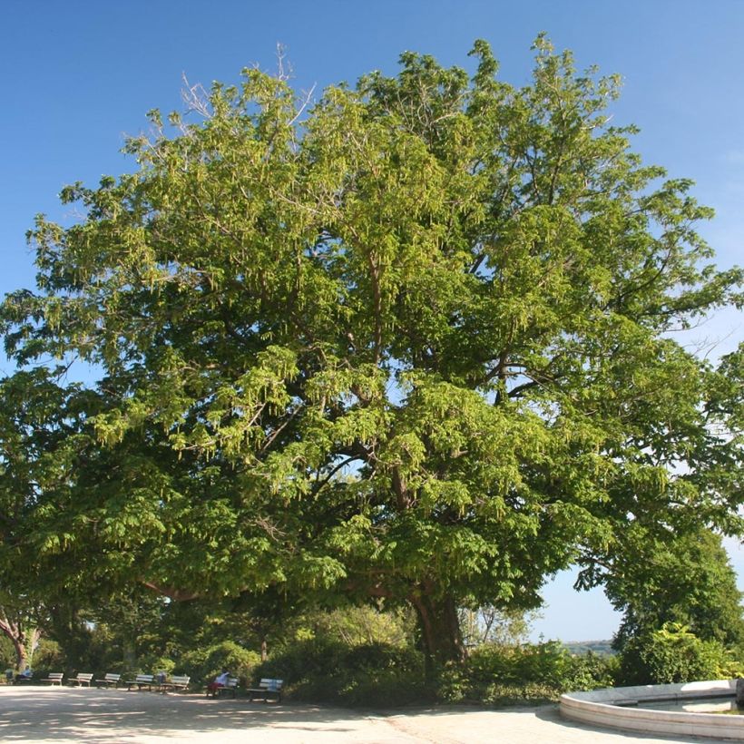 Pterocarya fraxinifolia - Ptérocaryer ou noyer du Caucase (Plant habit)