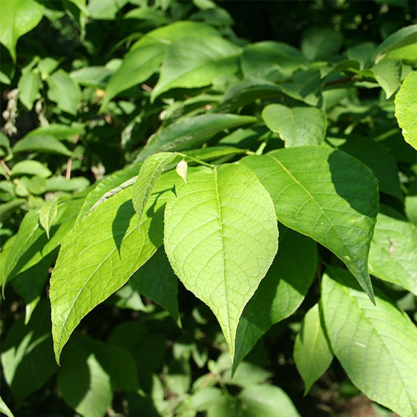 Pterostyrax hispida - Arbre aux épaulettes (Foliage)