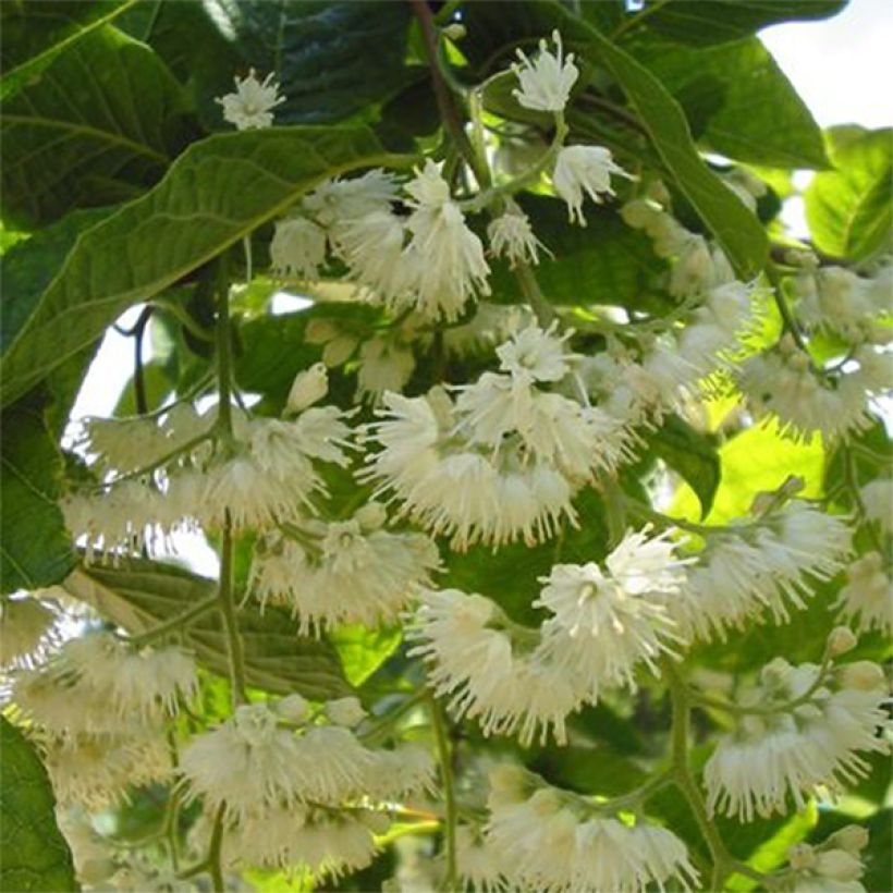 Pterostyrax hispida - Arbre aux épaulettes (Flowering)