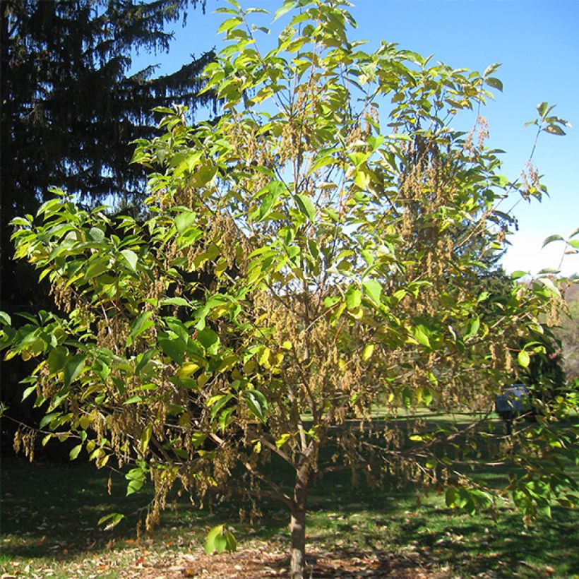 Pterostyrax hispida - Arbre aux épaulettes (Plant habit)