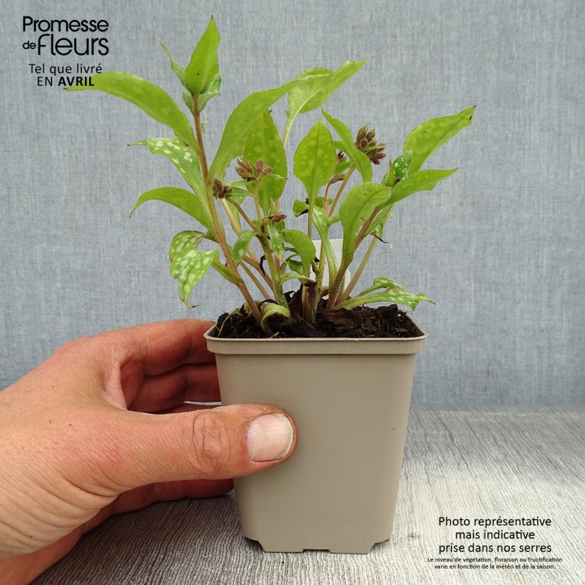 Example of Pulmonaire Shrimps on the Barbie Godet de 8/9 cm as you get in printemps