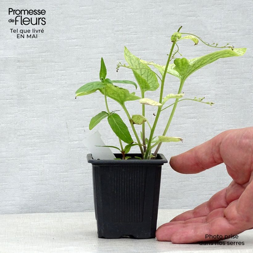 Example of Pulmonaire Silver Bouquet - Pulmonaria saccharata Godet de 8/9 cm as you get in printemps