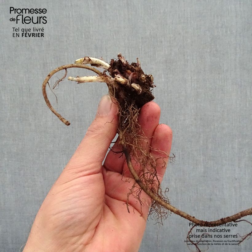 Example of Pulmonaire Silver Bouquet - Pulmonaria saccharata Racines nues, Qualité premium as you get in hiver