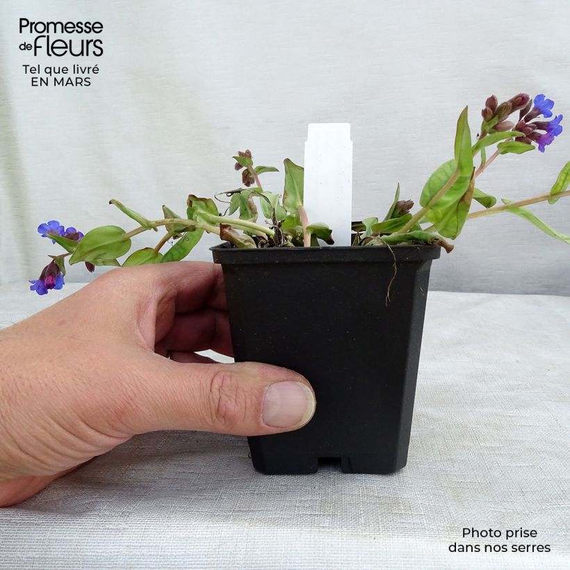Example of Pulmonaire hybride - Pulmonaria Blue Ensign Godet de 8/9 cm as you get in printemps