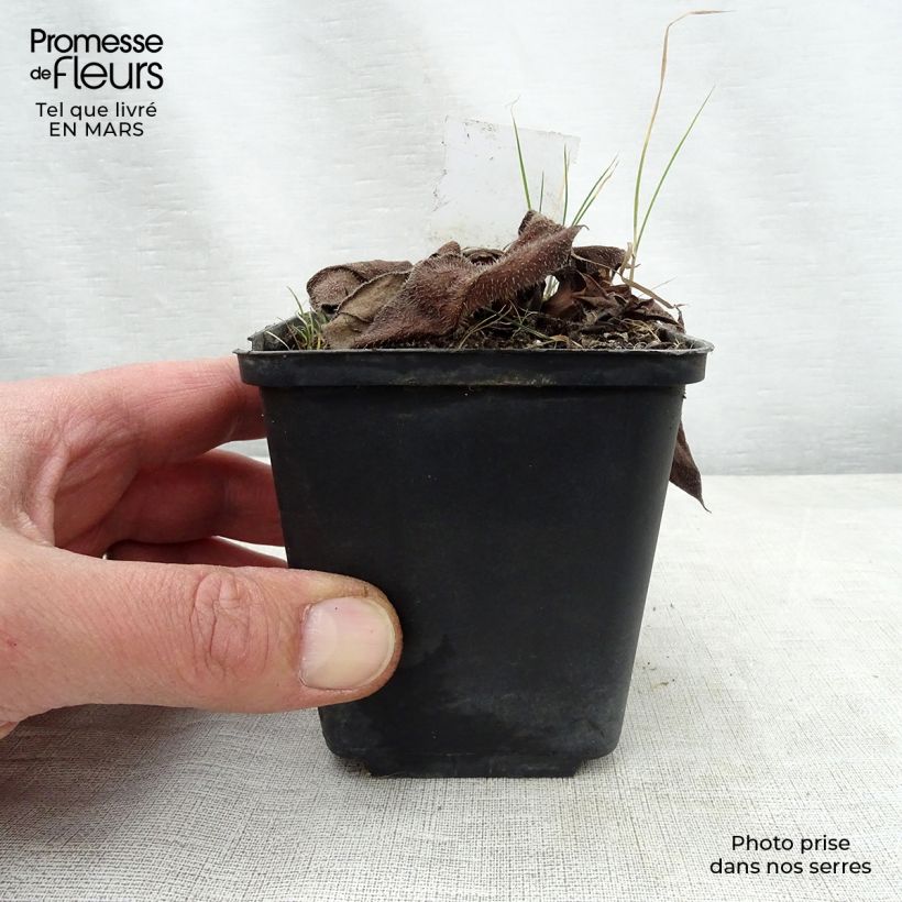 Example of Pulmonaire hybride - Pulmonaria Diane Clare Godet de 8/9 cm as you get in printemps