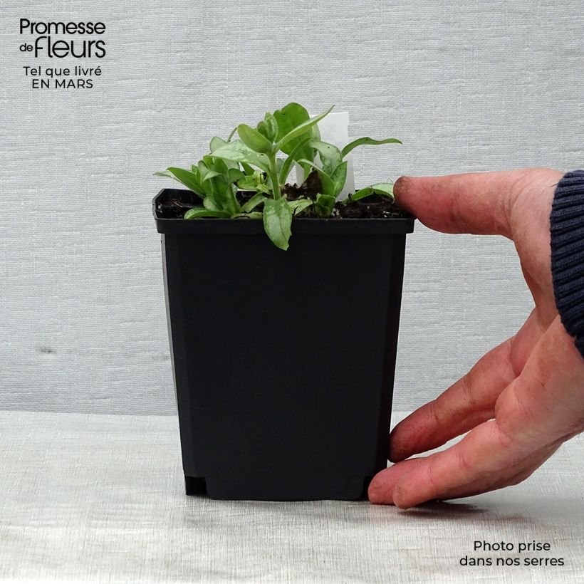 Example of Pulmonaire hybride - Pulmonaria Majesté Godet de 8/9 cm as you get in printemps