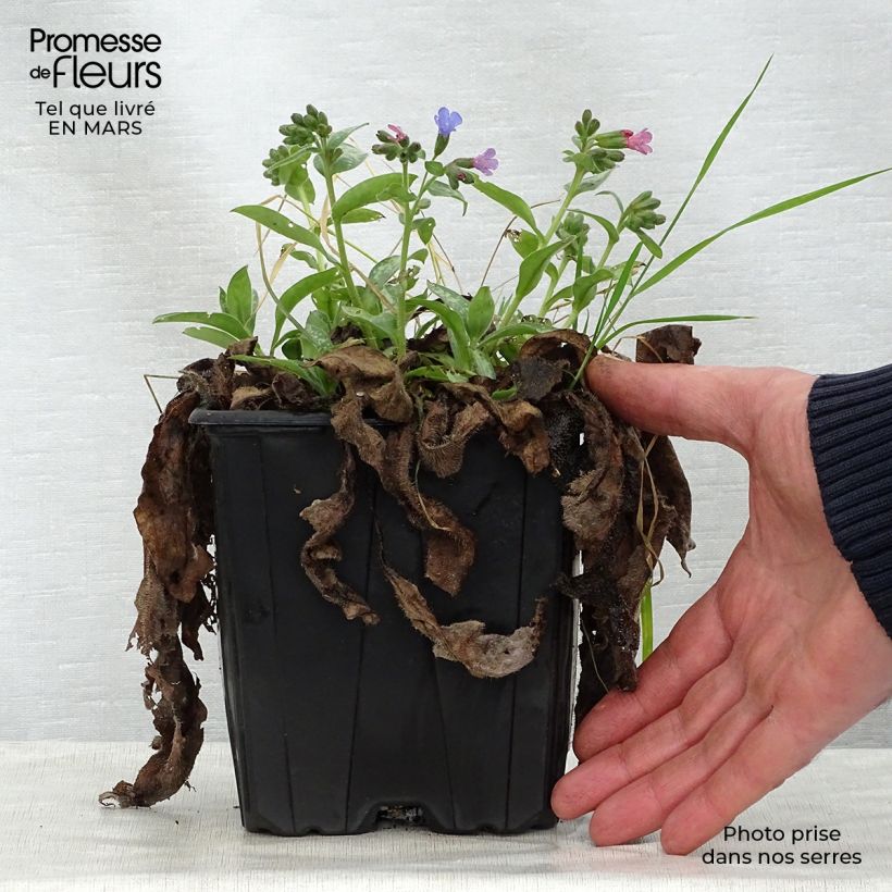 Example of Pulmonaire hybride - Pulmonaria Majesté Pot de 2L/3L as you get in printemps