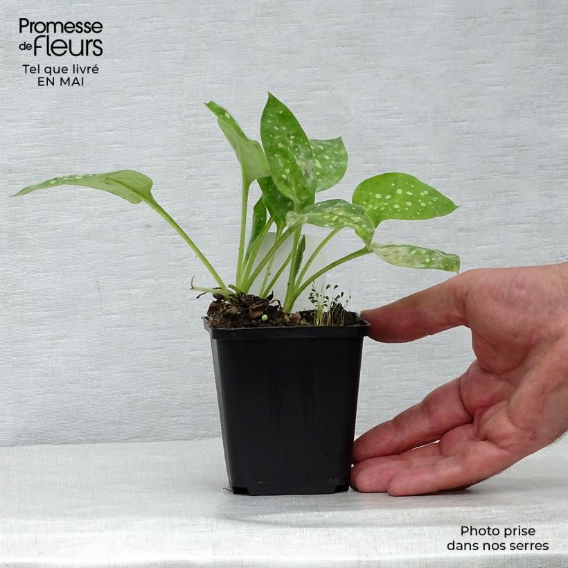 Example of Pulmonaire hybride - Pulmonaria Sissinghurst White Godet de 8/9 cm as you get in printemps