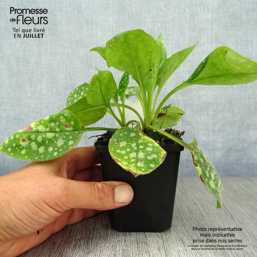 Spécimen de Pulmonaire hybride - Pulmonaria Sissinghurst White Godet de 8/9 cm tel que livré en été