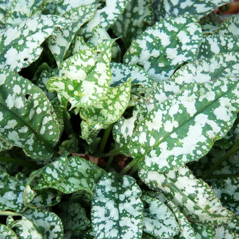 Pulmonaire hybride - Pulmonaria Twinkle Toes (Foliage)