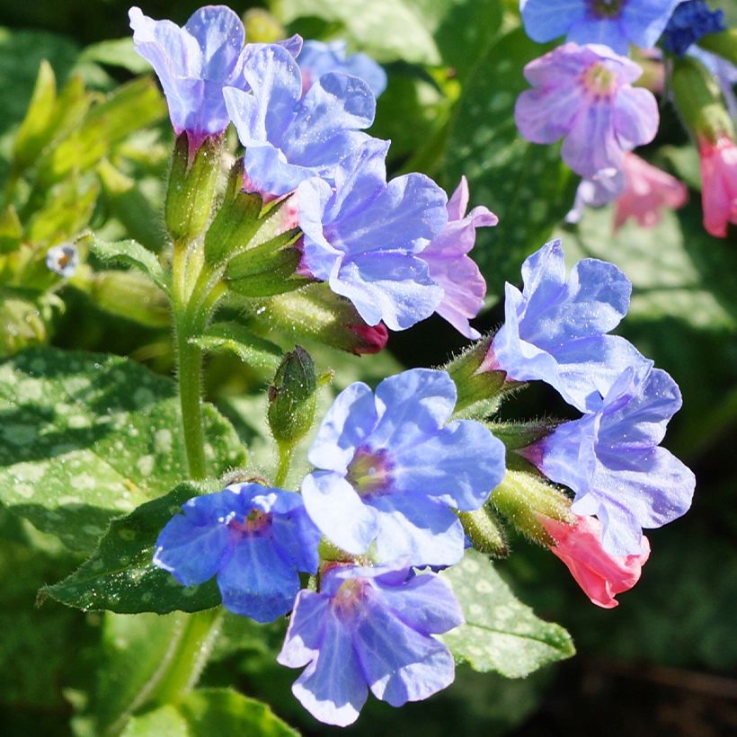 Pulmonaire hybride - Pulmonaria Twinkle Toes (Flowering)
