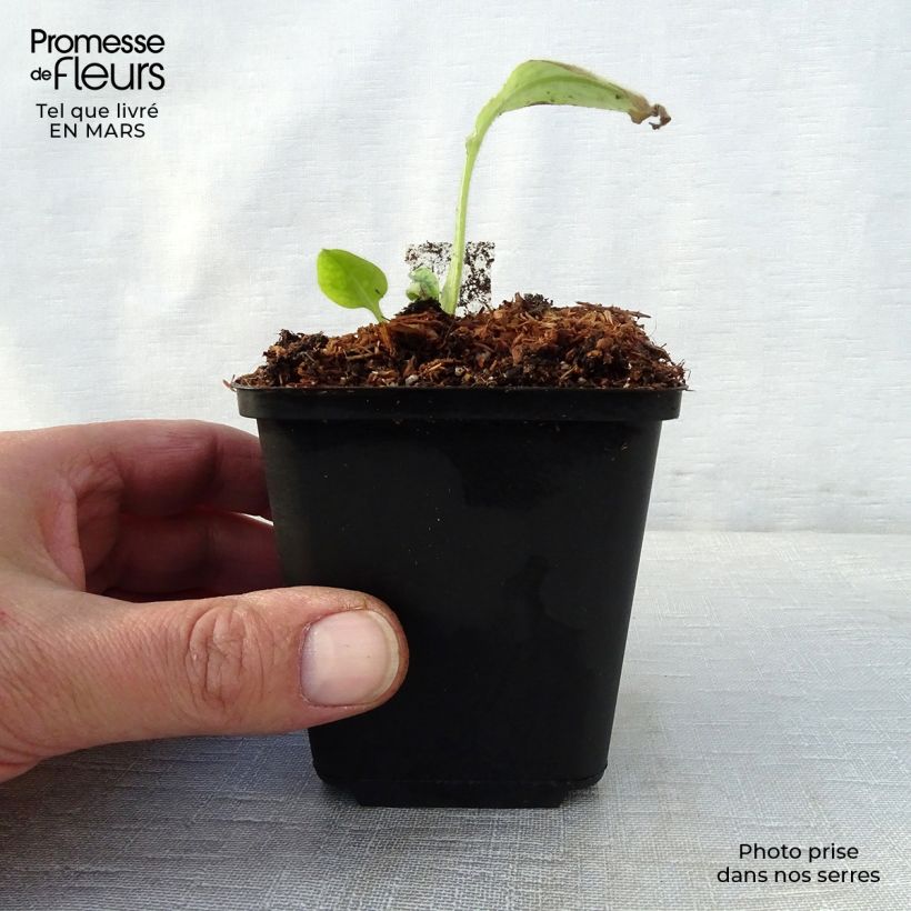 Example of Pulmonaire hybride Victorian Brooch Godet de 8/9 cm as you get in printemps