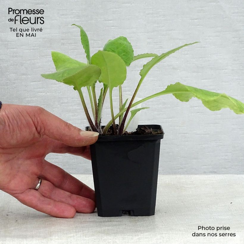 Example of Pulmonaire rouge - Pulmonaria rubra Godet de 8/9 cm as you get in printemps