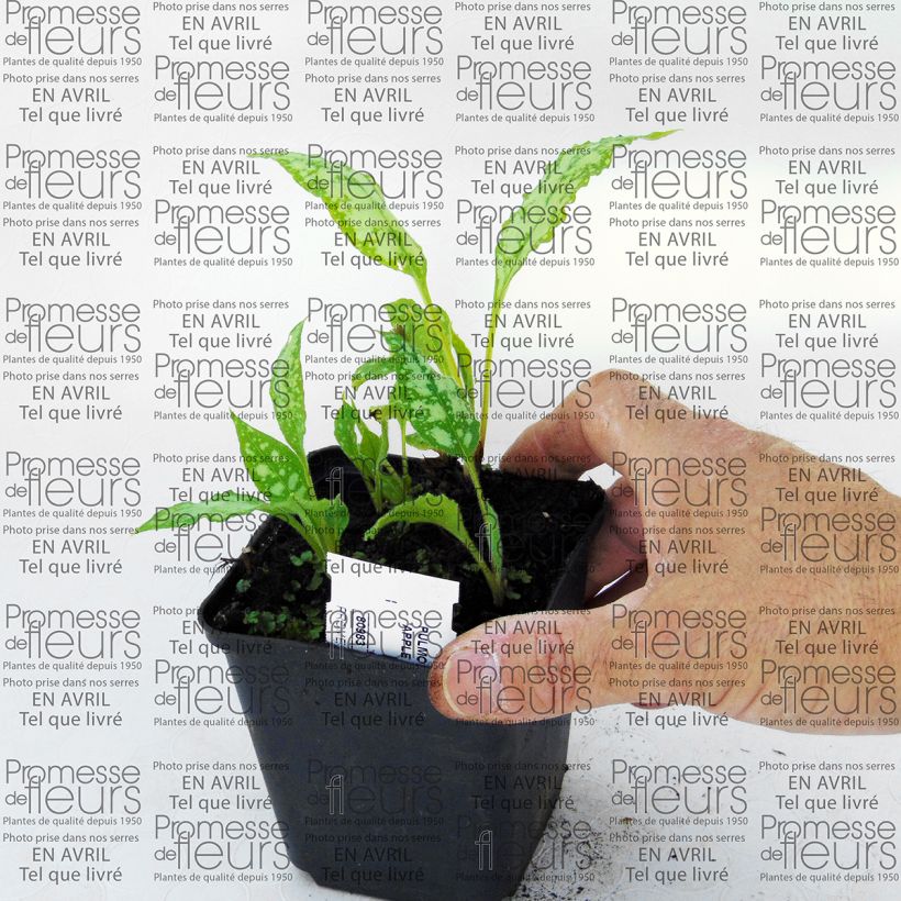 Exemple de spécimen de Pulmonaire hybride - Pulmonaria Apple Frost Godet de 8/9 cm tel que livré