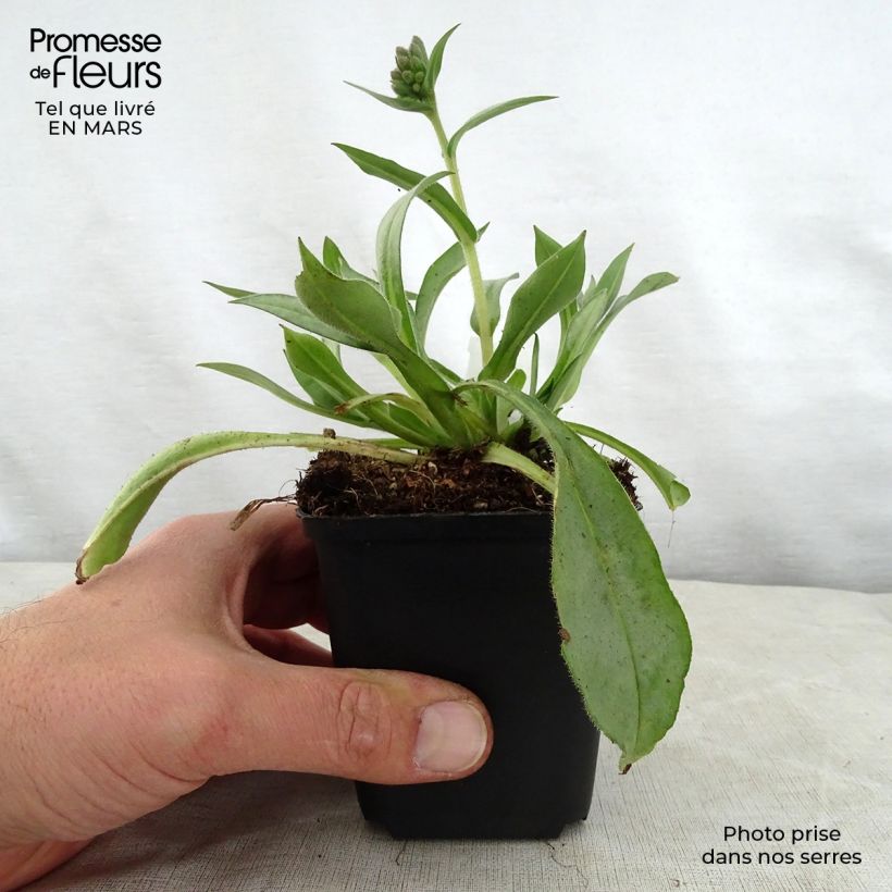 Spécimen de Pulmonaria Samourai - Pulmonaire hybride Godet de 8/9 cm tel que livré au printemps