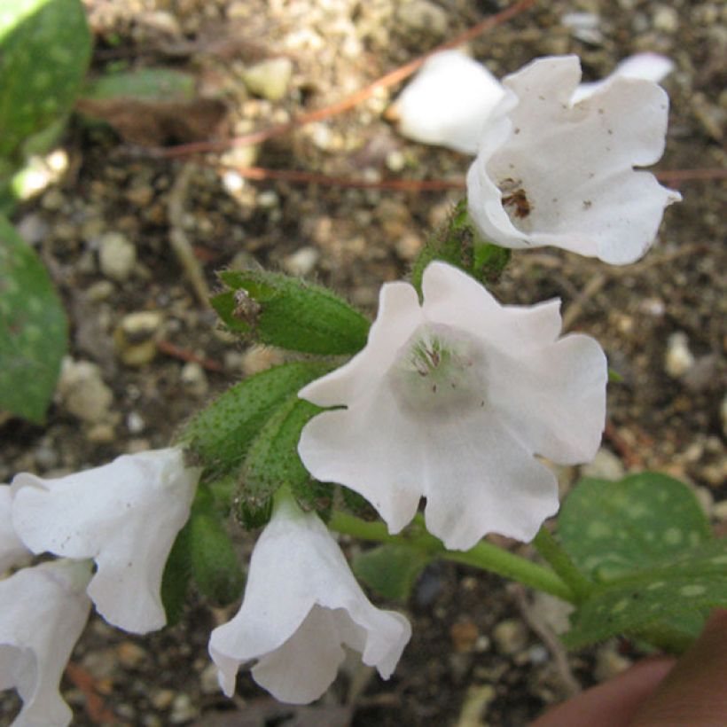 Pulmonaire hybride - Pulmonaria Sissinghurst White (Flowering)