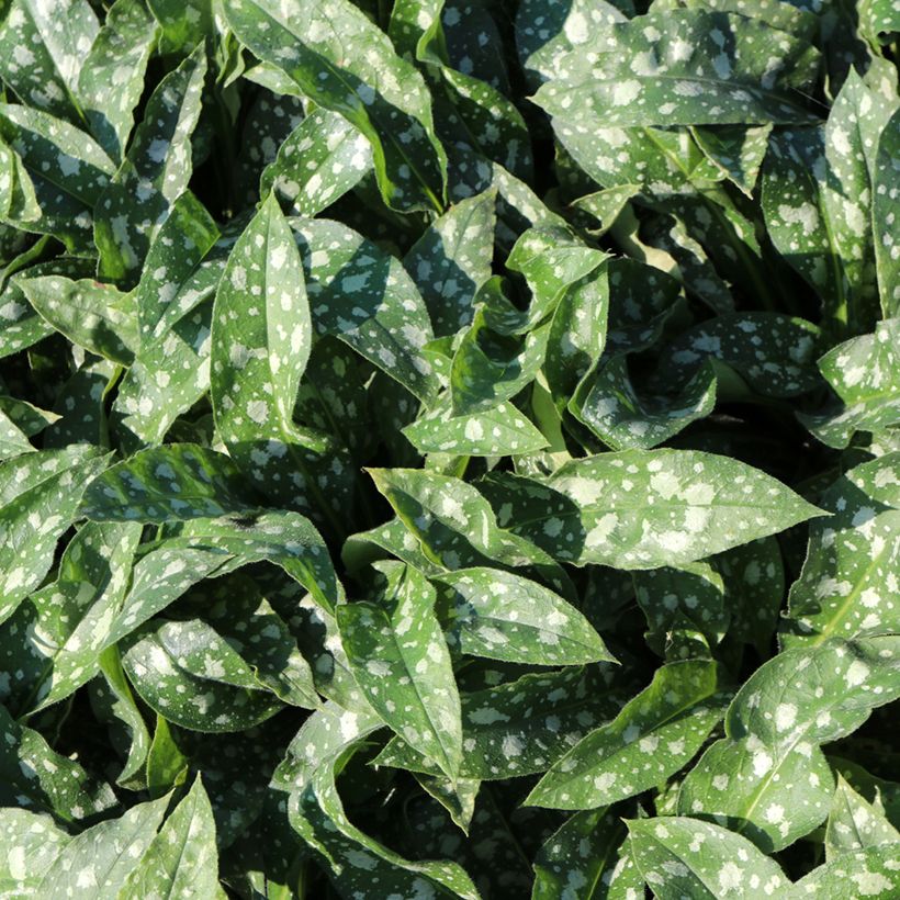 Pulmonaria Trevi Fountain - Pulmonaire hybride (Feuillage)