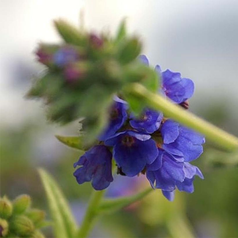 Pulmonaria longifolia E.B Anderson - Pulmonaire à longues feuilles (Flowering)