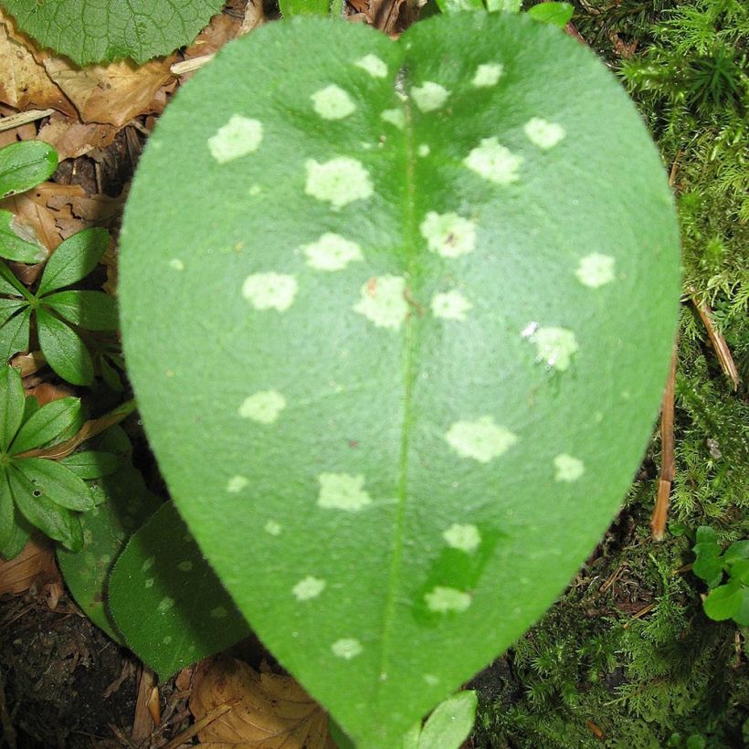 Pulmonaria officinalis - Pulmonaire officinale (Foliage)