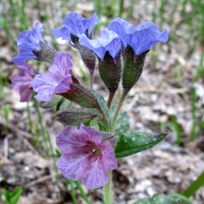 Pulmonaria officinalis - Pulmonaire officinale (Flowering)