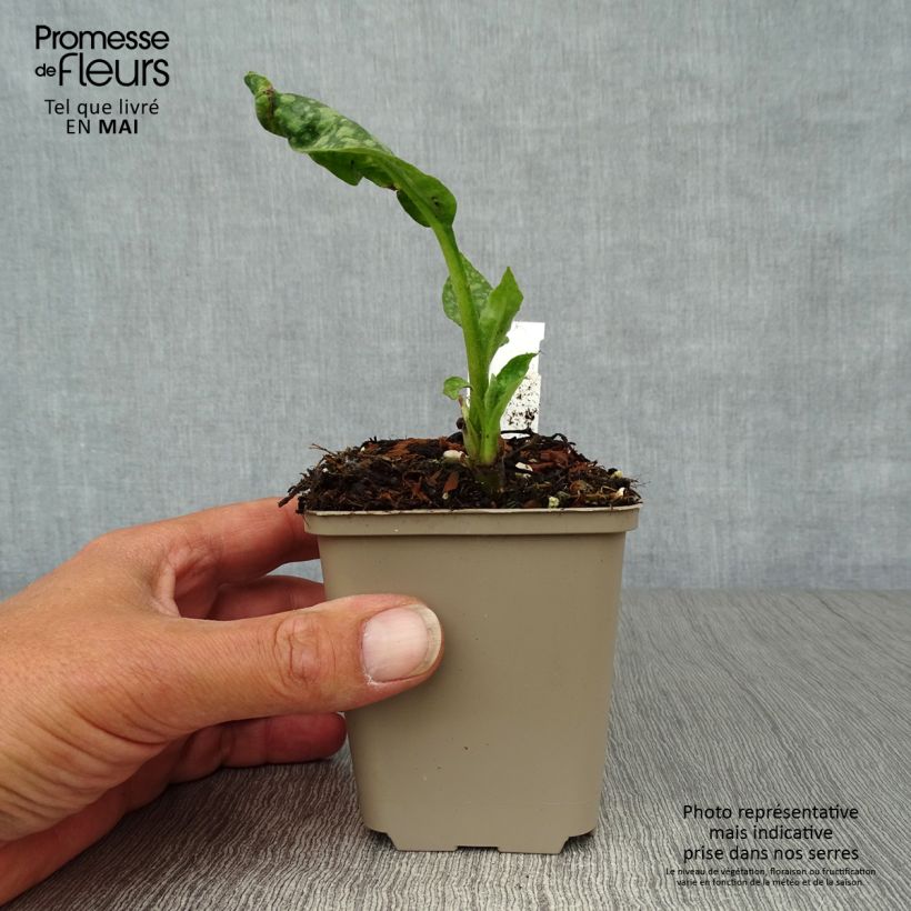 Example of Pulmonaria officinalis - Pulmonaire officinale Godet de 8/9 cm as you get in printemps