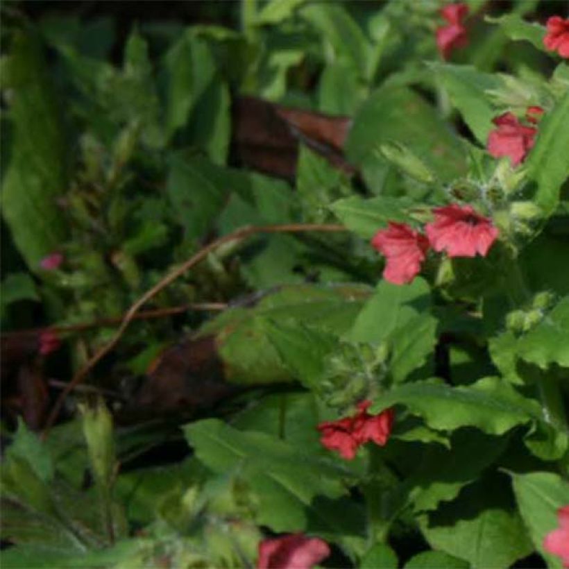 Pulmonaire rouge - Pulmonaria rubra (Foliage)
