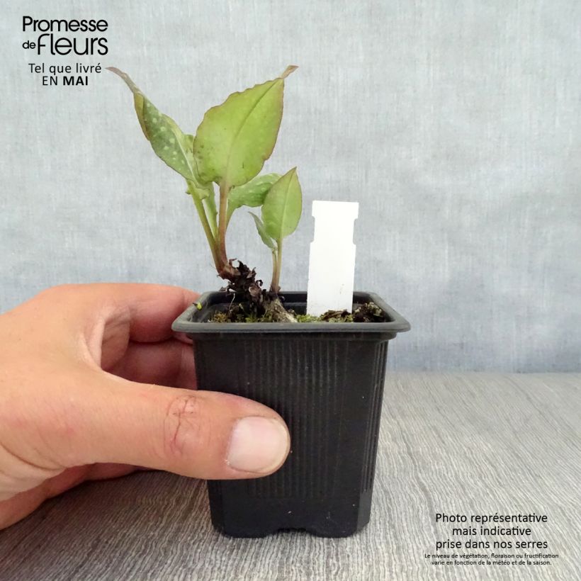 Example of Pulmonaria saccharata Mrs Moon - Pulmonaire Mrs Moon Godet de 8/9 cm as you get in printemps