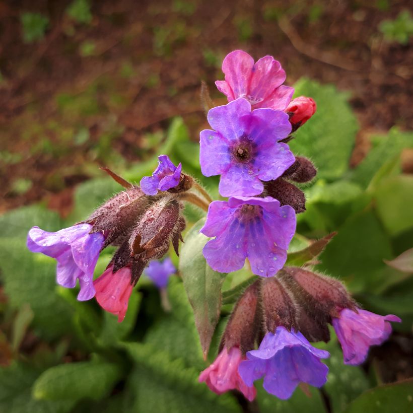Pulmonaria saccharata Mrs Moon - Pulmonaire Mrs Moon (Flowering)