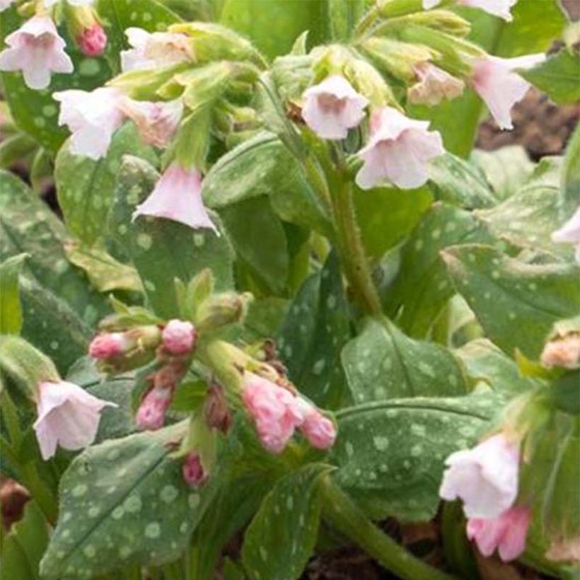 Pulmonaire saupoudrée - Pulmonaria saccharata Pierre's Pure Pink  (Flowering)