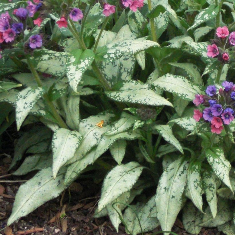 Pulmonaria saccharata Silverado - Pulmonaire Silverado (Foliage)