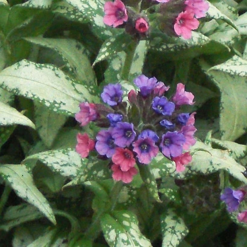 Pulmonaria saccharata Silverado - Pulmonaire Silverado (Flowering)