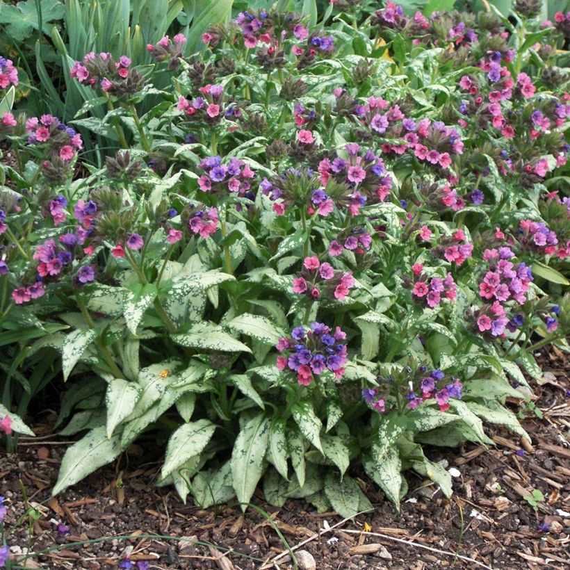 Pulmonaria saccharata Silverado - Pulmonaire Silverado (Plant habit)