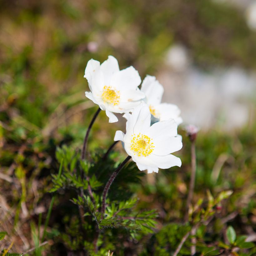 Pulsatilla vulgaris Alba - Anémone pulsatille (Plant habit)